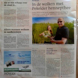 Dutch-Harvest-Hennep-thee-Dagblad-van-het-Noorden
