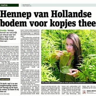 Dutch-Harvest-Hennep-thee-Metro