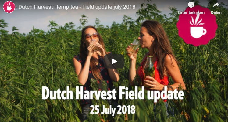 Lisette Kreischer visits hemp field with Esther Molenwijk